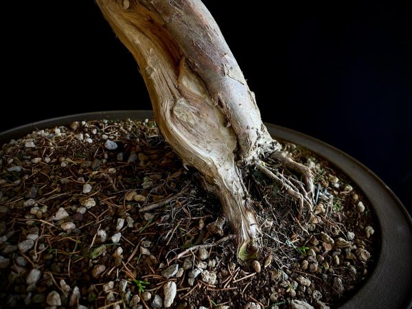 25I-TW-06 JUNIPERUS CHINENSIS ITOIWAGA