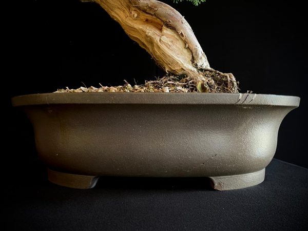 25I-TW-06 JUNIPERUS CHINENSIS ITOIWAGA