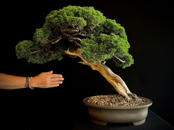 25I-TW-06 JUNIPERUS CHINENSIS ITOIWAGA
