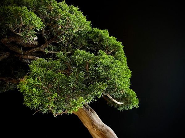 25I-TW-06 JUNIPERUS CHINENSIS ITOIWAGA
