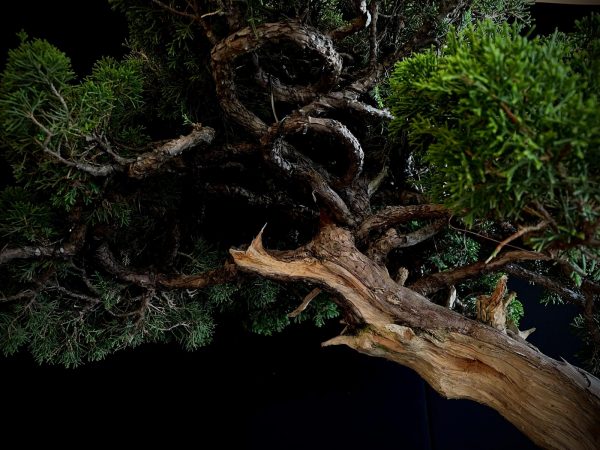 25I-TW-06 JUNIPERUS CHINENSIS ITOIWAGA