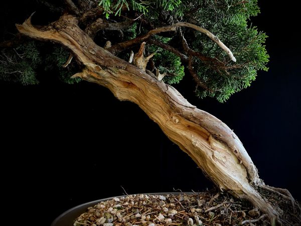 25I-TW-06 JUNIPERUS CHINENSIS ITOIWAGA