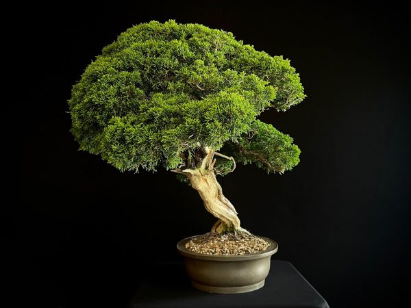 25I-TW-06 JUNIPERUS CHINENSIS ITOIWAGA