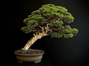 25I-TW-06 JUNIPERUS CHINENSIS ITOIWAGA
