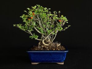 CHAENOMELES