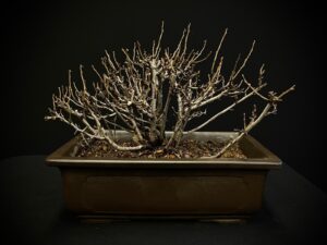 25I-TW-09 CHAENOMELES