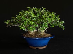 CHAENOMELES