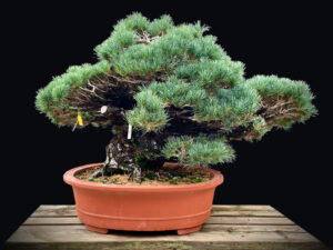 25I-TW-11 PINUS PENTAPHYLLA