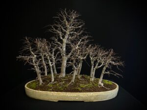 25I-TW-13 ZELKOVA SERRATA