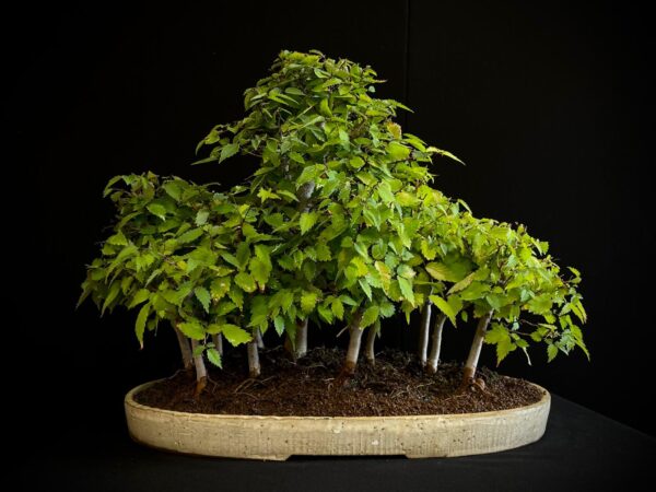 25I-TW-13 ZELKOVA SERRATA
