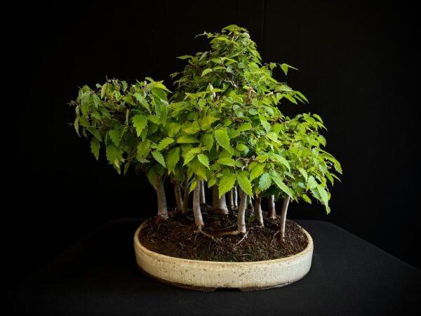 25I-TW-13 ZELKOVA SERRATA