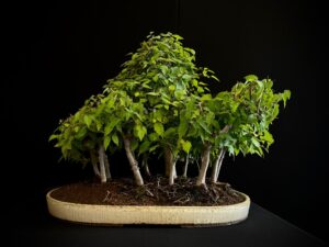 25I-TW-13 ZELKOVA SERRATA