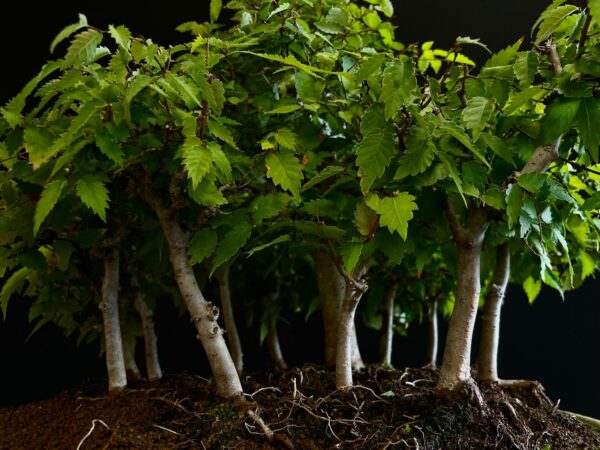 25I-TW-13 ZELKOVA SERRATA
