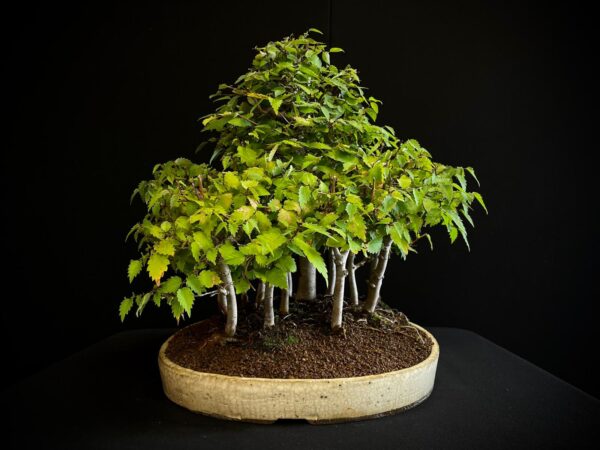25I-TW-13 ZELKOVA SERRATA