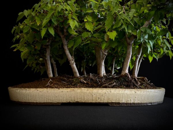 25I-TW-13 ZELKOVA SERRATA