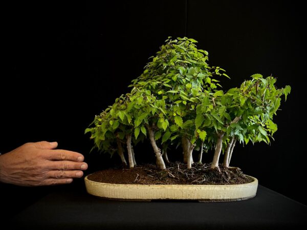 25I-TW-13 ZELKOVA SERRATA