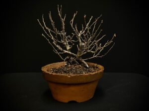 25I-TW-08 CHAENOMELES