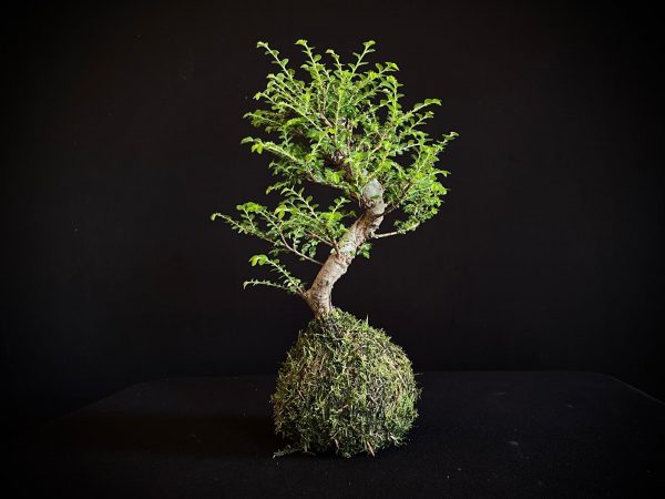 61993 KOKEDAMA ULMUS PARVIFOLIA SEIJU