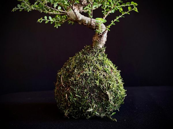 61993 KOKEDAMA ULMUS PARVIFOLIA SEIJU