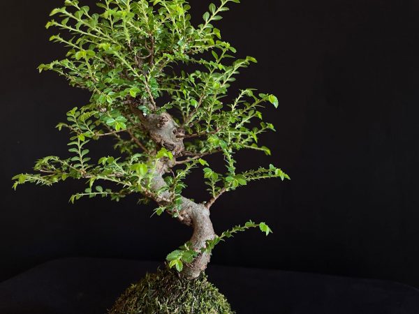 61993 KOKEDAMA ULMUS PARVIFOLIA SEIJU