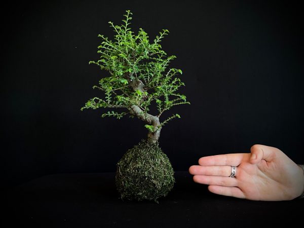 61993 KOKEDAMA ULMUS PARVIFOLIA SEIJU
