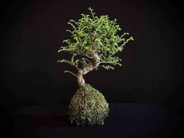 61993 KOKEDAMA ULMUS PARVIFOLIA SEIJU