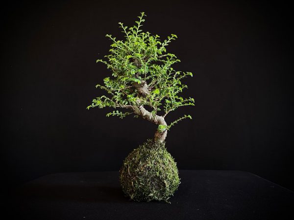 61993 KOKEDAMA ULMUS PARVIFOLIA SEIJU