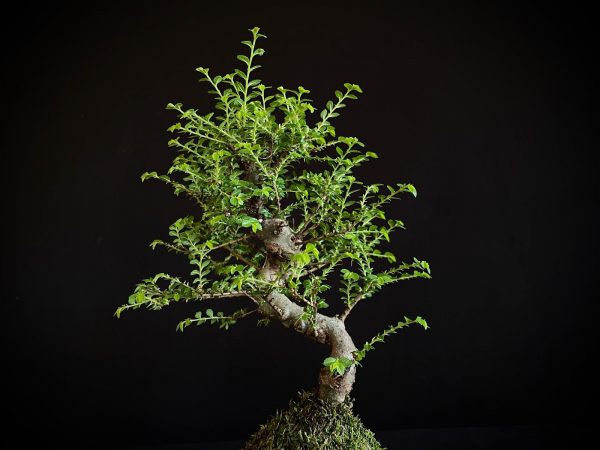 61993 KOKEDAMA ULMUS PARVIFOLIA SEIJU