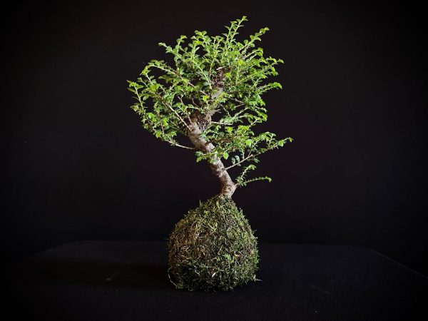 61993 KOKEDAMA ULMUS PARVIFOLIA SEIJU