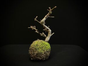 61994 KOKEDAMA MALUS