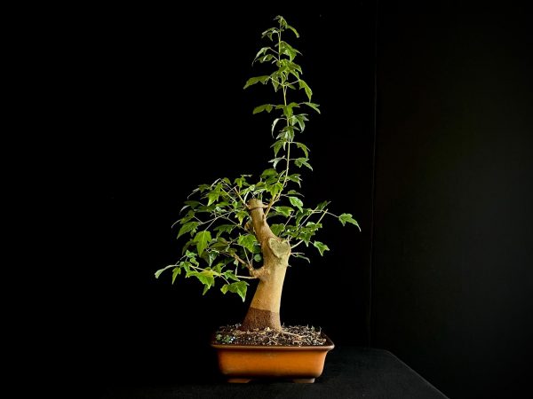 25N-62010 ACER BUERGERIANUM