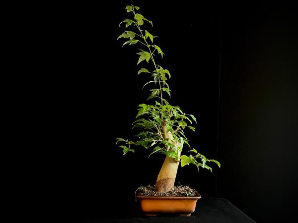 25N-62010 ACER BUERGERIANUM