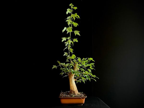 25N-62010 ACER BUERGERIANUM