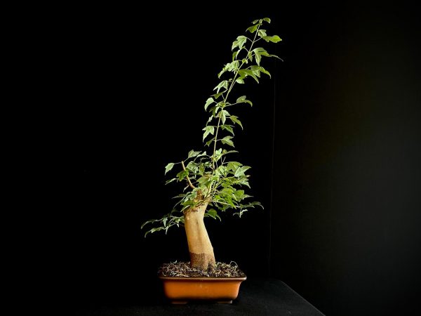 25N-62010 ACER BUERGERIANUM
