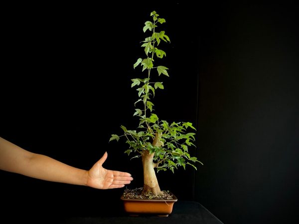 25N-62010 ACER BUERGERIANUM