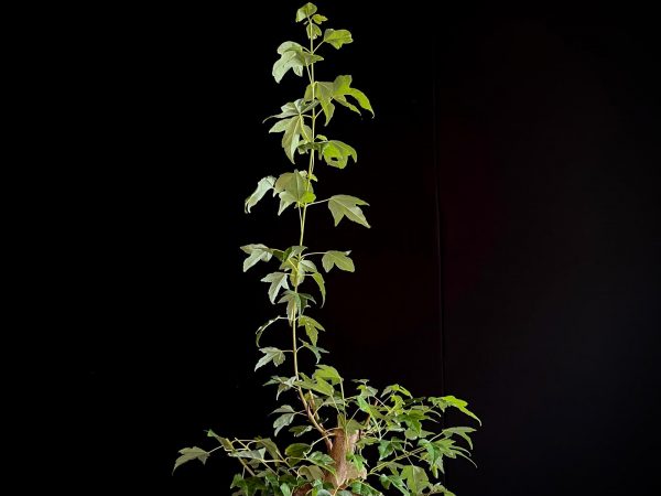 25N-62010 ACER BUERGERIANUM
