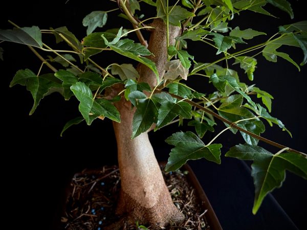 25N-62010 ACER BUERGERIANUM