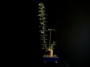 25N-62011 ACER BUERGERIANUM