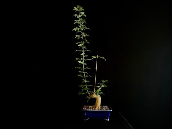 25N-62011 ACER BUERGERIANUM