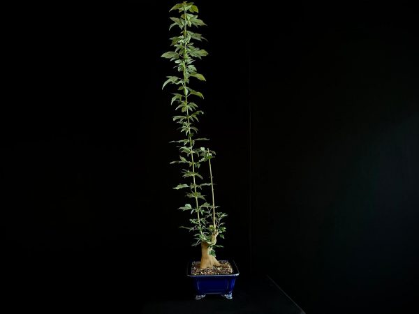25N-62011 ACER BUERGERIANUM