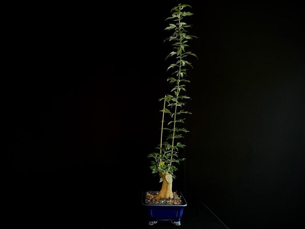 25N-62011 ACER BUERGERIANUM