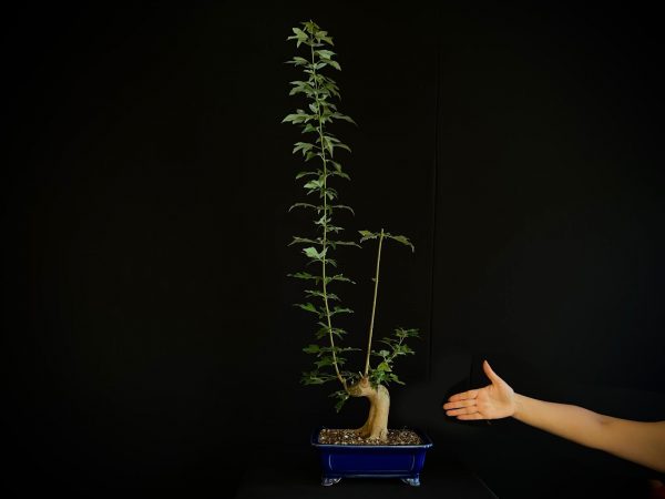 25N-62011 ACER BUERGERIANUM