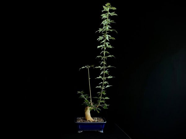 25N-62011 ACER BUERGERIANUM
