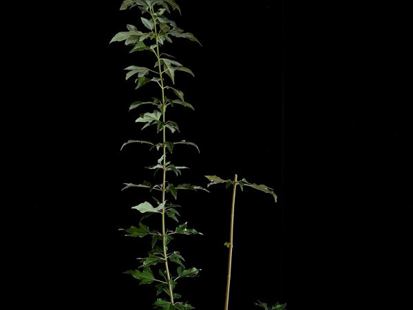 25N-62011 ACER BUERGERIANUM