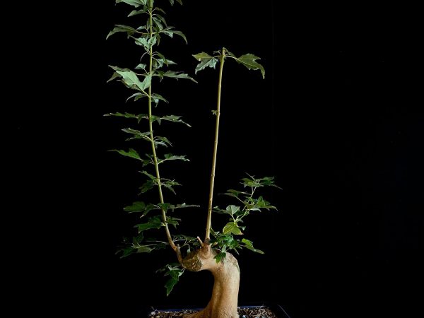 25N-62011 ACER BUERGERIANUM