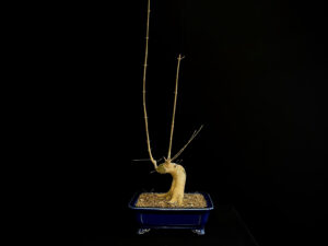 25N-62011 ACER BUERGERIANUM