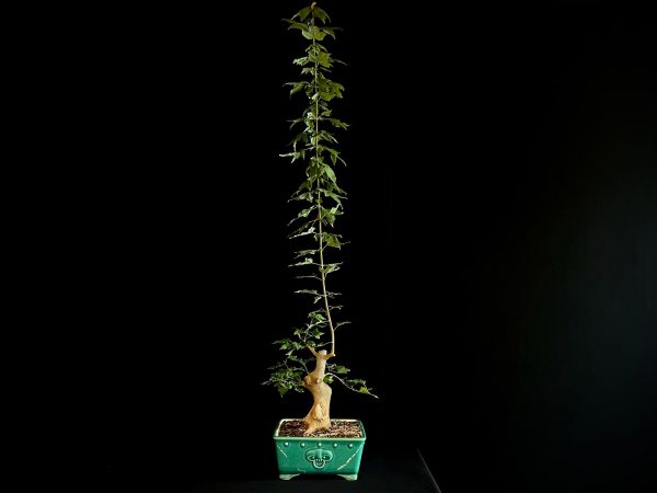 25N-62012 ACER BUERGERIANUM
