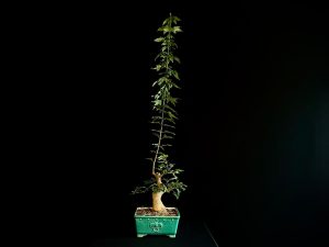 25N-62012 ACER BUERGERIANUM