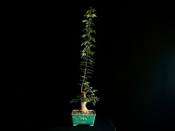 25N-62012 ACER BUERGERIANUM
