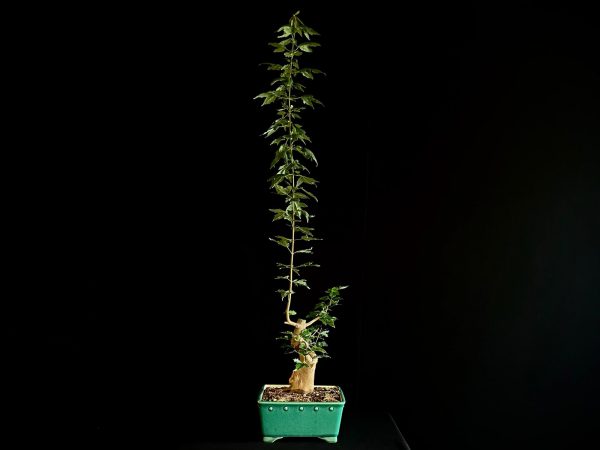 25N-62012 ACER BUERGERIANUM